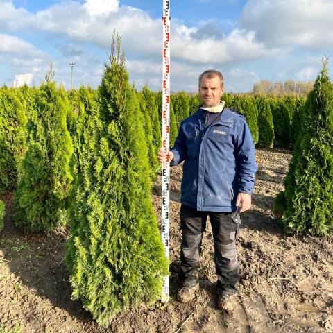 Thuja occidentalis 'Smaragd'